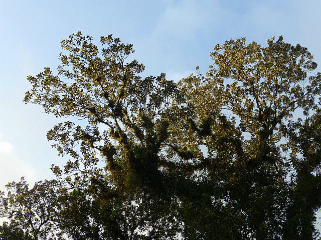 Birdy tree