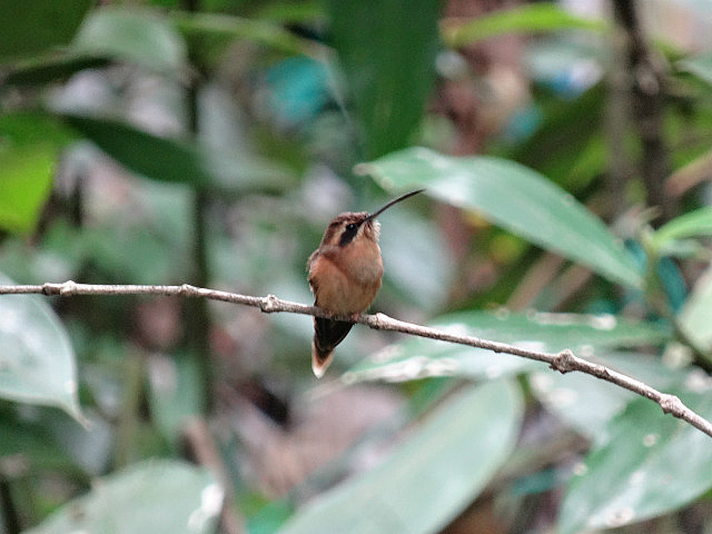 Little Hermit Hummingbird