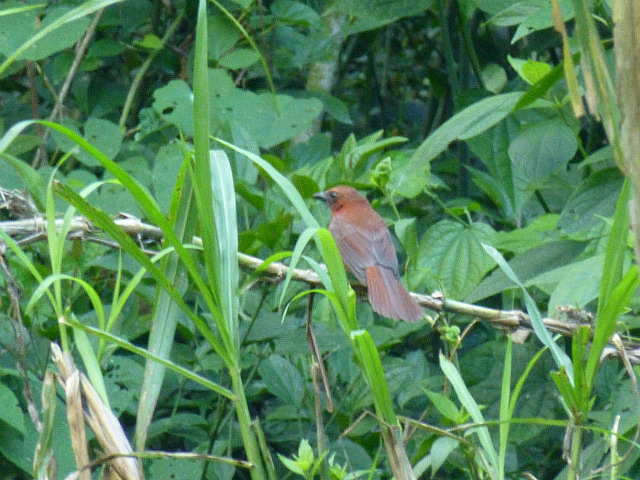 Red-collared Ant Tanager