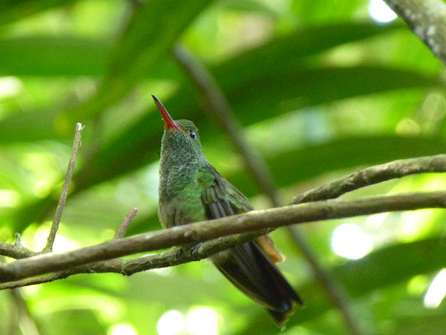 Rufous-tailed Hummingbird at the brewery