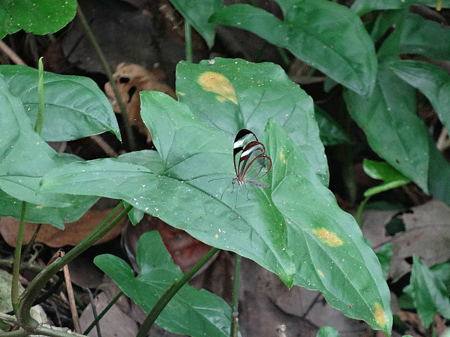 Transparent Butterfly (species?)