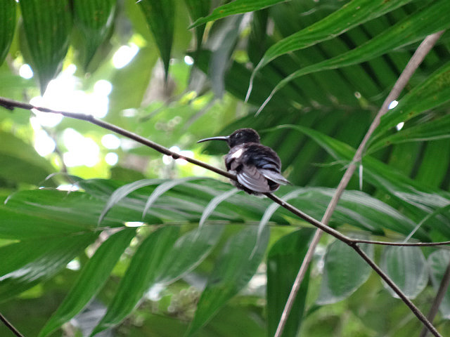Violet Sabrewing