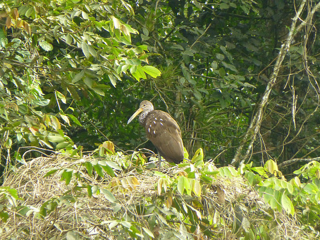 Limpkin