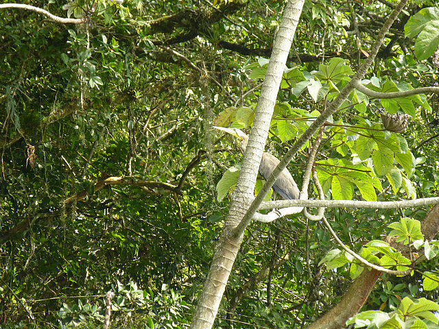 Tiger Heron