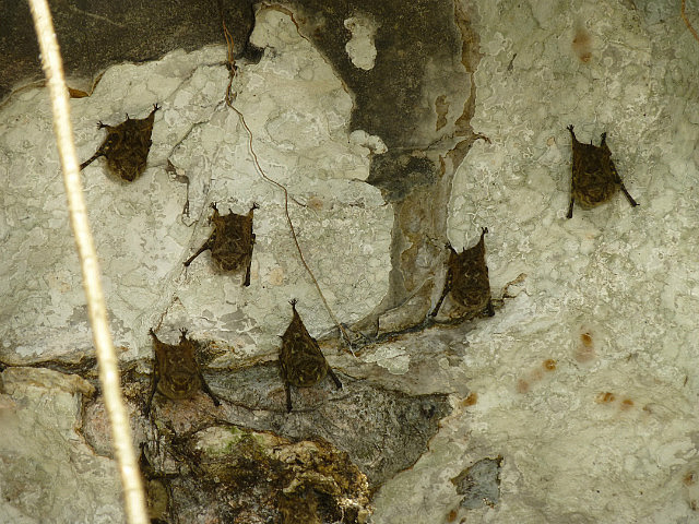 Bats