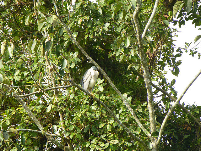 Blue Heron