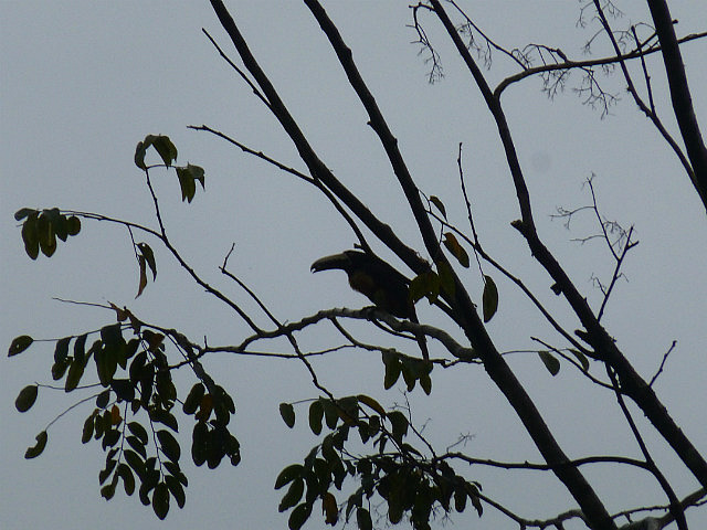 Collared Arakari (Toucan)