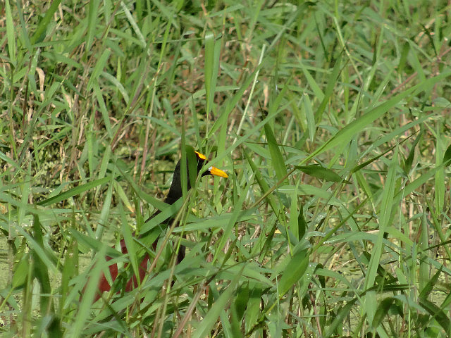 Northern Jacana