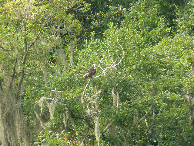 Osprey