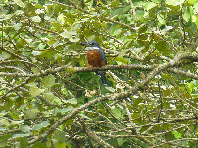 Ringed Kingfisher