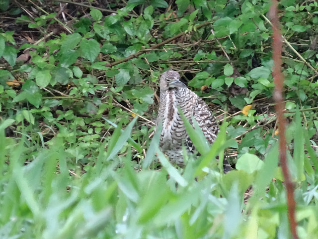 Tiger Heron