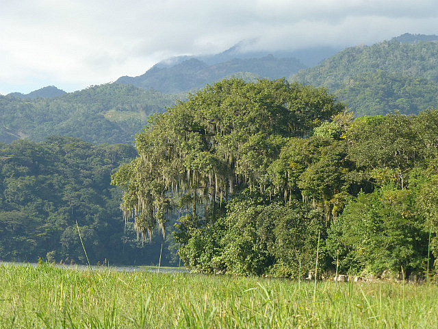Ceiba Tree