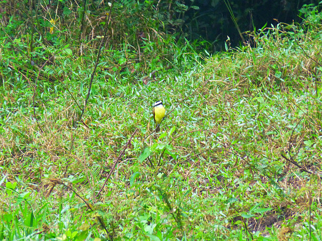 Yellow-bellied Flycatcher