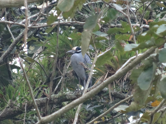 Yellow-crowned Night Heron