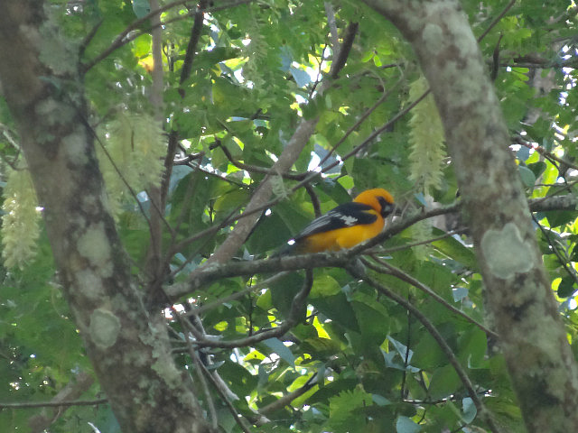 Oriole - near the Entrance