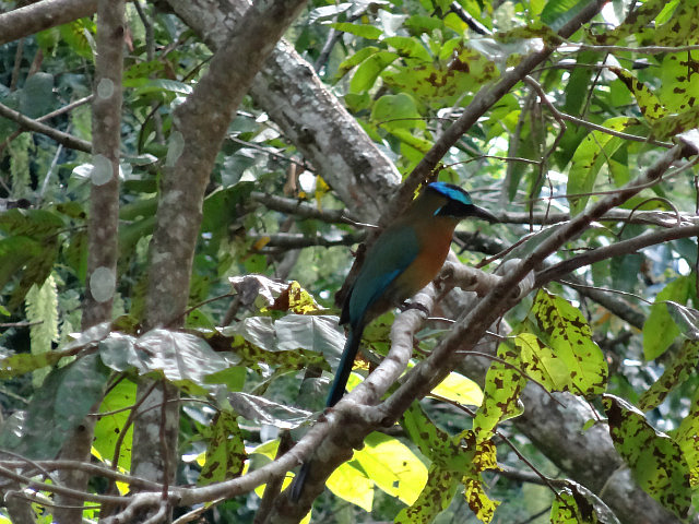 Motmot near the entrance