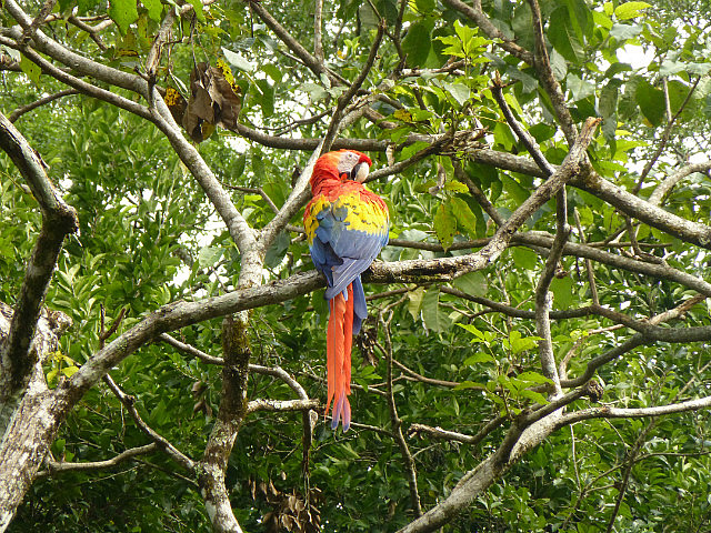 One of many Macaws near the entrance