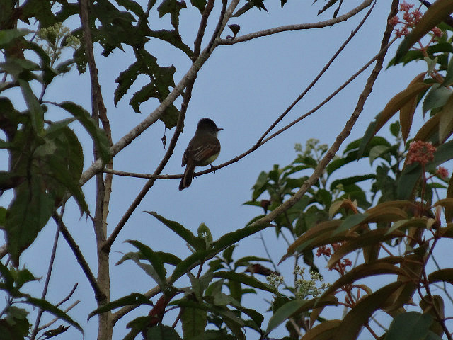 Flycatcher