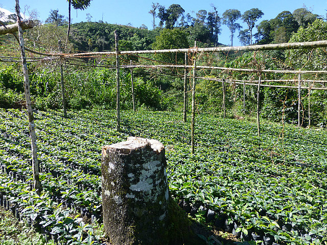 Coffee plants