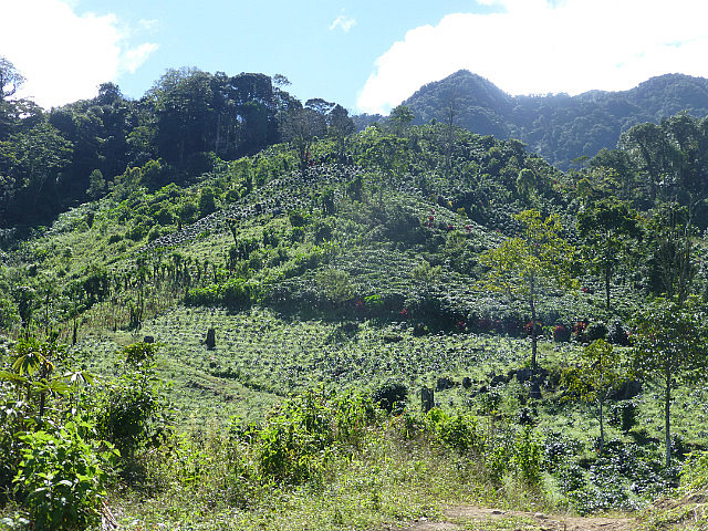 Coffee plantation on the hillsides