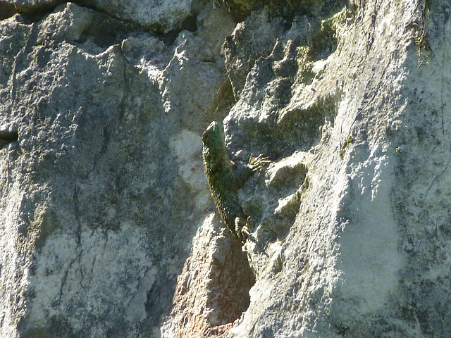 Reptile sunning on the rock