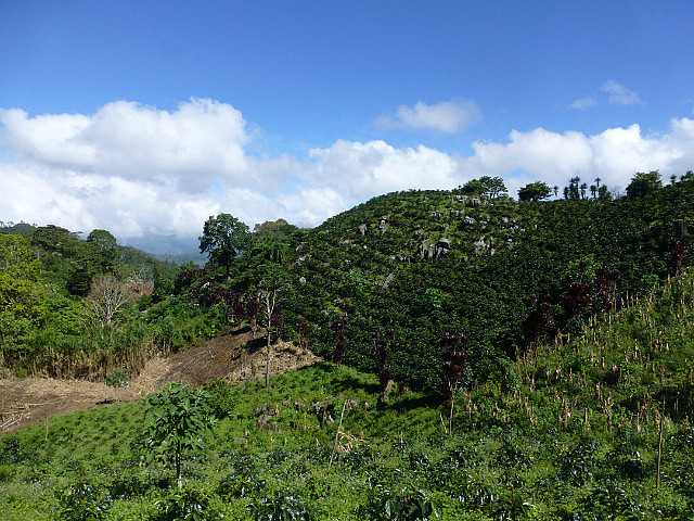 Traillside views