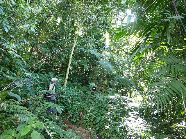 Cloud forest