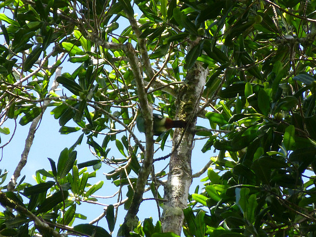 Toucanlet tail feathers - can you spot it?