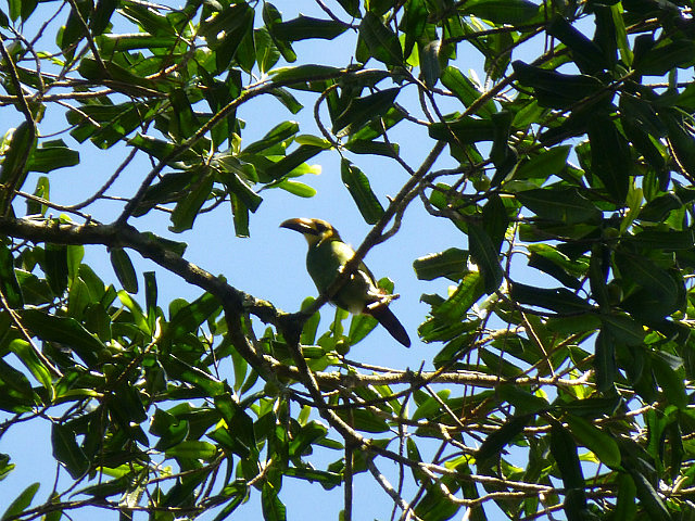 Emerald Toucanlet finally reveals itself