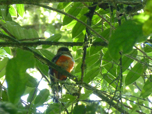Collared Trogon (female)