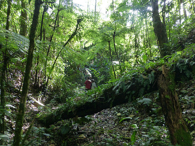 Cloud forest