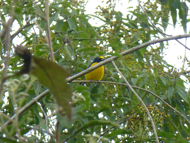 Oriole