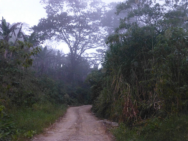 Exiting the Cloud Forest