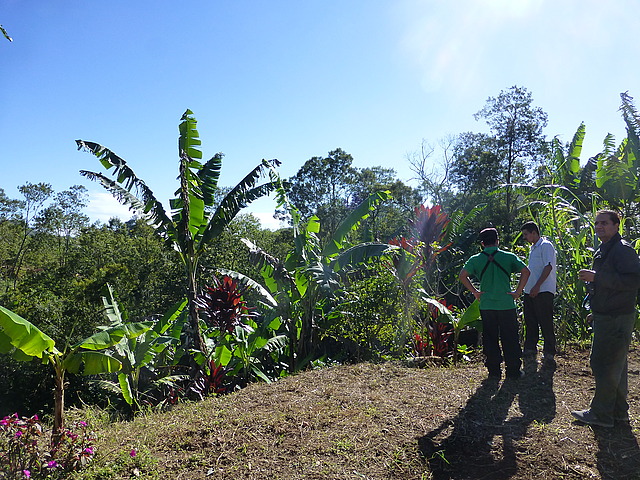 Tour of the backyard garden