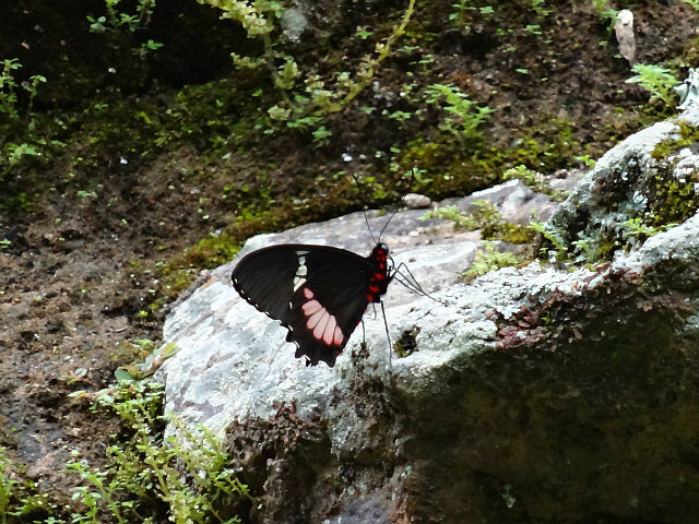 Copan Nature Trail - Butterfly