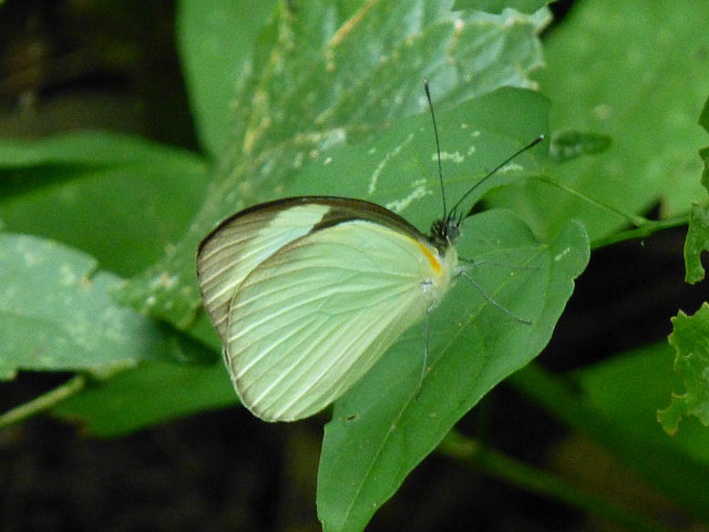 Copan Nature Trail - Butterfly