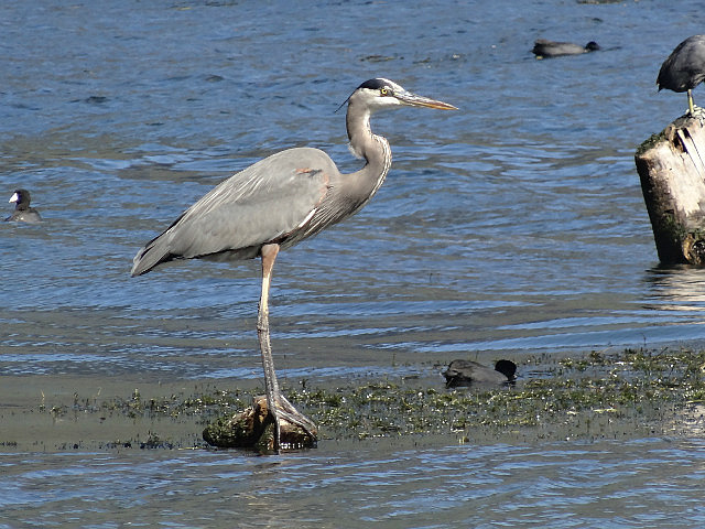 Heron, San Juan La Laguna