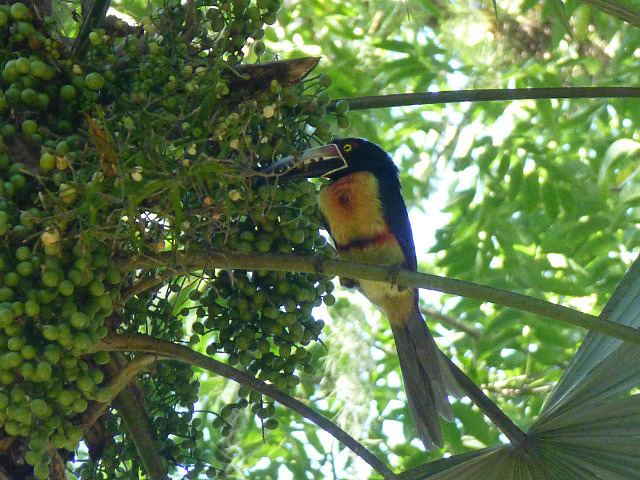 Collared Arakari (Toucan)
