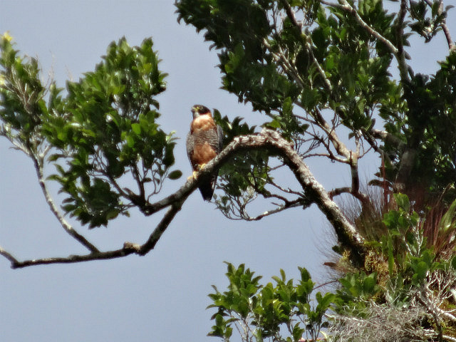 Orange-breasted falcon