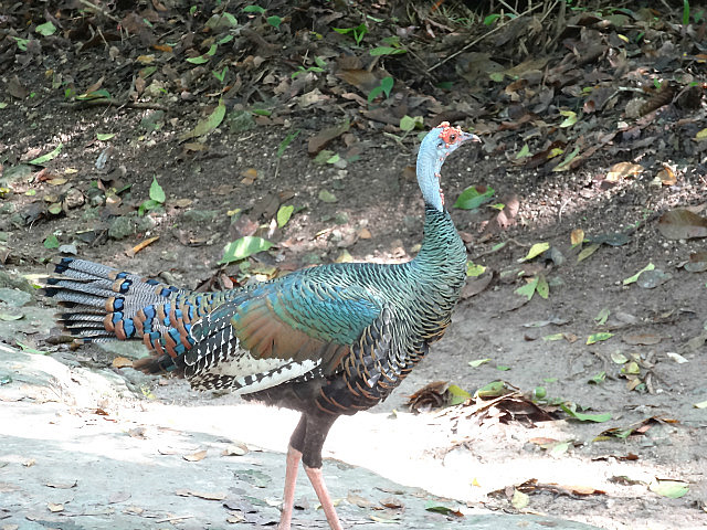 Ocellated Turkey