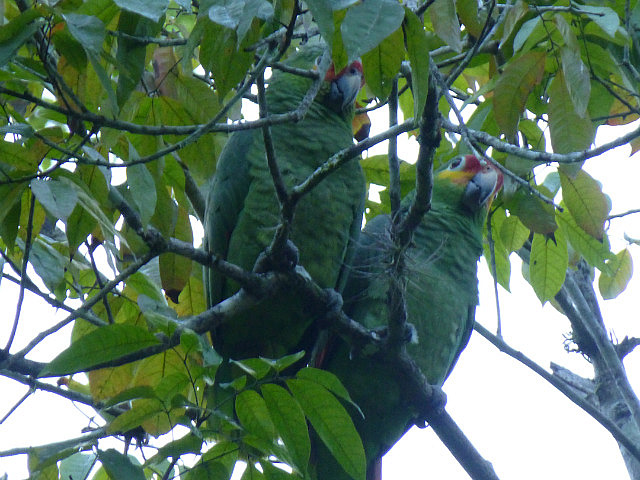 Red-lored (yellow-cheeked) Parrot