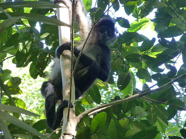 Spider Monkey