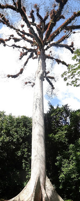 Tall Ceiba Tree - Guatemala's National Tree