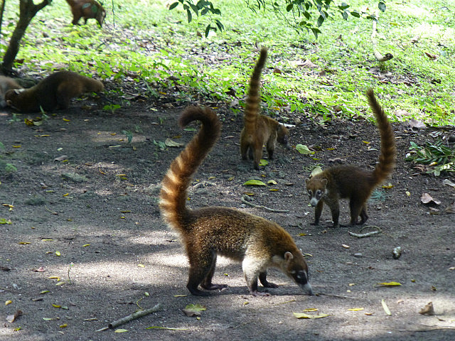 Coati foraging