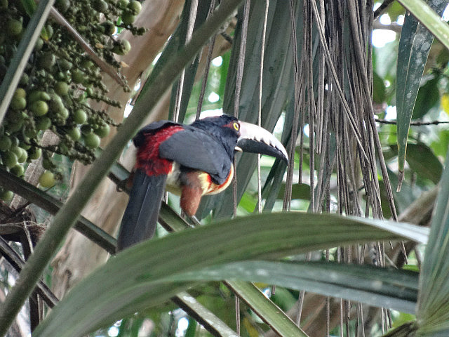 Collared Aracari