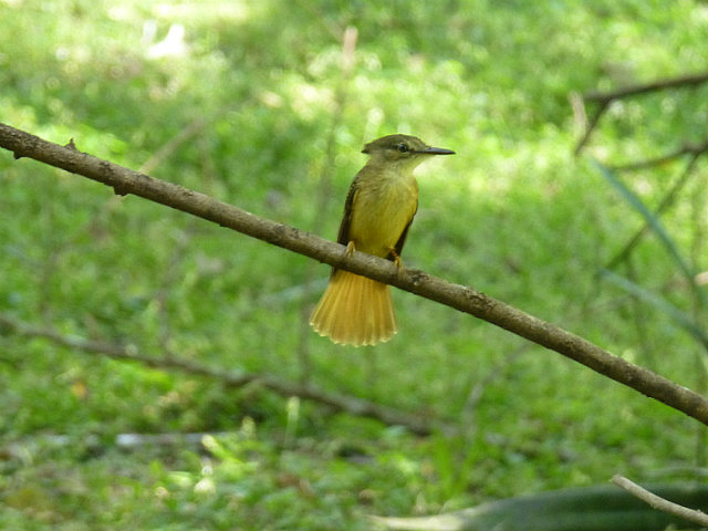 Royal Flycatcher