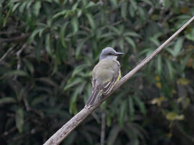 Tropical Kingbird