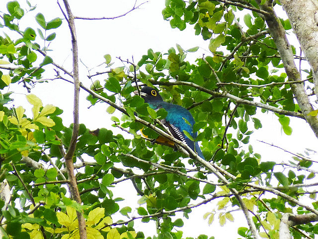 Violaceous Trogon