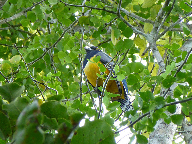 Violaceous Trogon