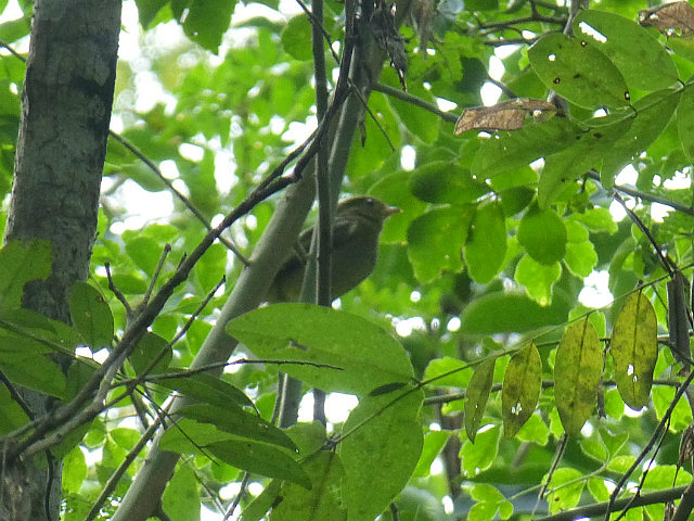 Red-capped Manakin (female)